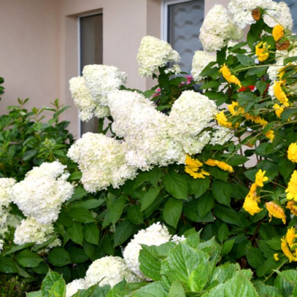 Blumen vor dem Fenster eines Hauses